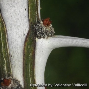 Fouquieria splendens