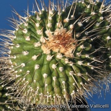 Uebelmannia gummifera subs. meninensis