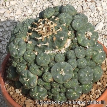Lophophora diffusa var. koehresii