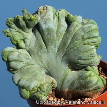 Echinopsis lageniformis f. monstruosa cristata
