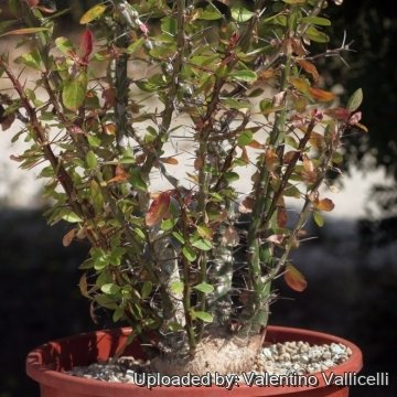 Fouquieria fasciculata