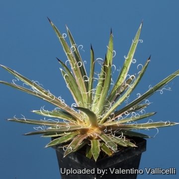 Agave х leopoldii cv. Hammer Time
