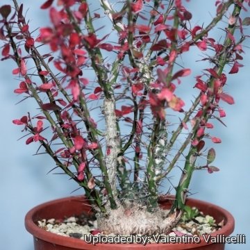 Fouquieria fasciculata