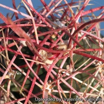 Ferocactus cylindraceus var. tortulispinus