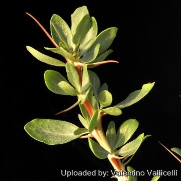 Fouquieria macdougalii