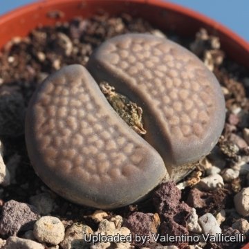 Lithops hallii C050 15 km SE of Strydenburg, South Africa