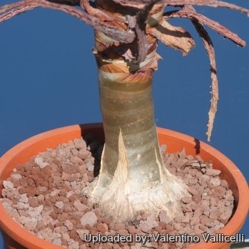 Aloe dichotoma