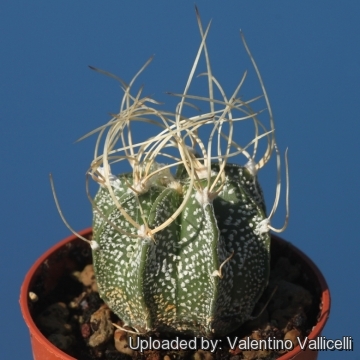 Astrophytum capricorne subs. senile cv. Krausii