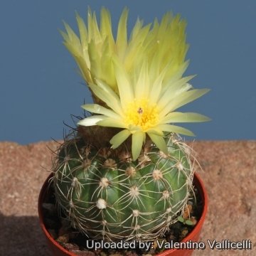 Parodia arachnitis
