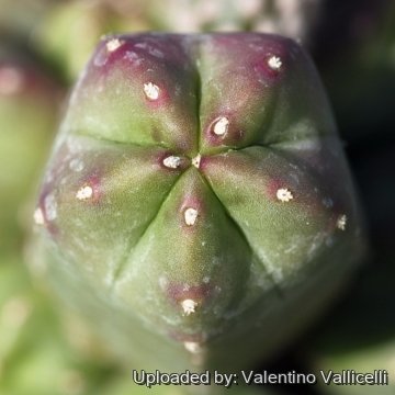 Echinocereus scheeri var. gentryi cv. Cucumis