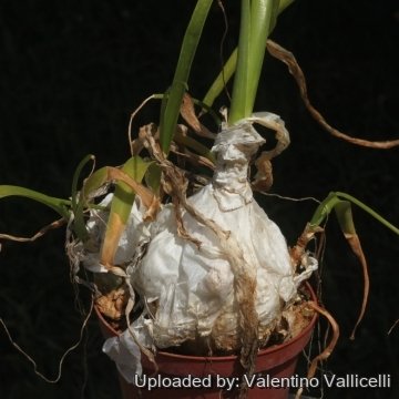 Ornithogalum caudatum