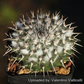 Mammillaria amajacensis