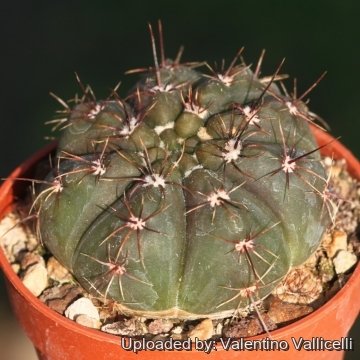 Notocactus arechavaletae var. rubescens