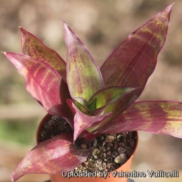 Tradescantia spathacea cv. Unknown