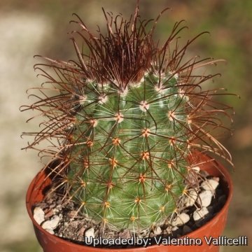 Parodia aureicentra var. muhrii