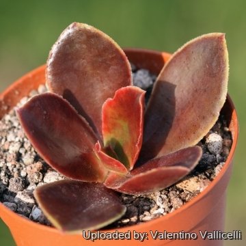 Echeveria atropurpurea
