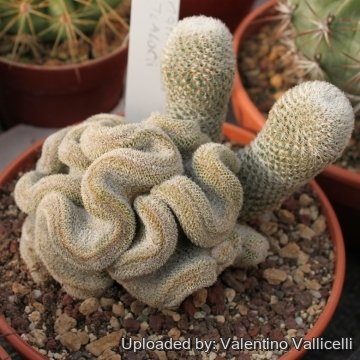 Mammillaria crucigera subs. tlalocii f. cristata