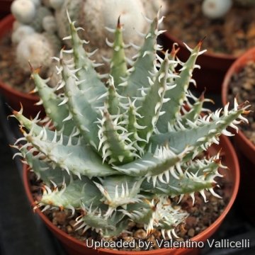 Aloe melanacantha var. erinacea