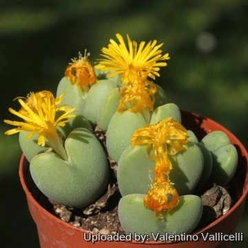 Conophytum piriforme