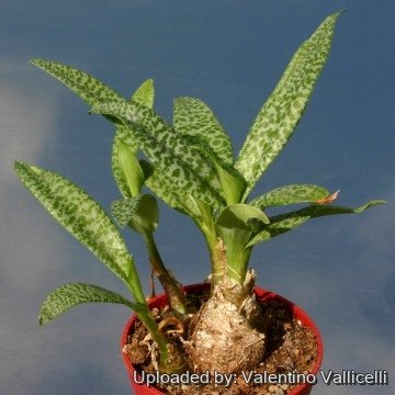 Scilla pauciflora