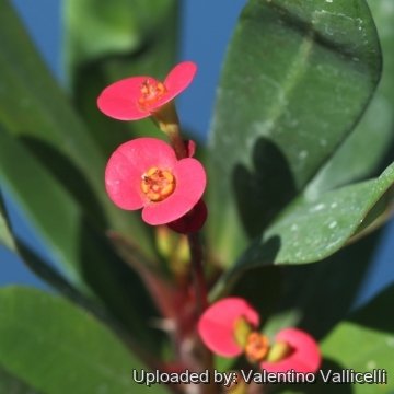 Euphorbia tardieuana