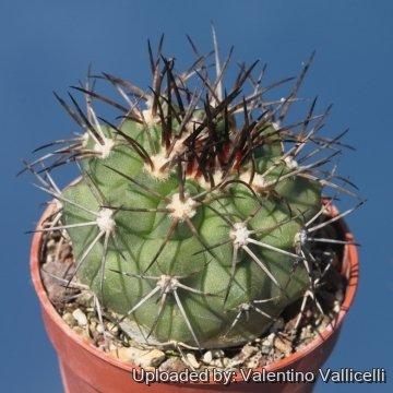 Copiapoa cupreata