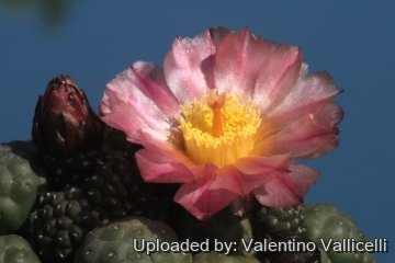 Maihueniopsis bonnieae cv. Inermis