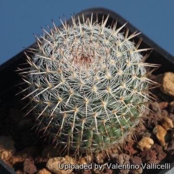 Mammillaria formosa subs. chionocephala