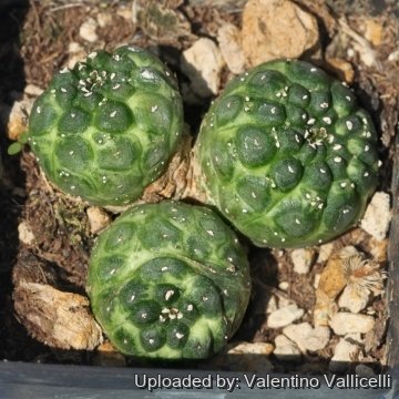 Euphorbia gymnocalycioides f. variegata