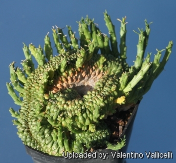 Euphorbia flanaganii f. cristata (caudex cristation)