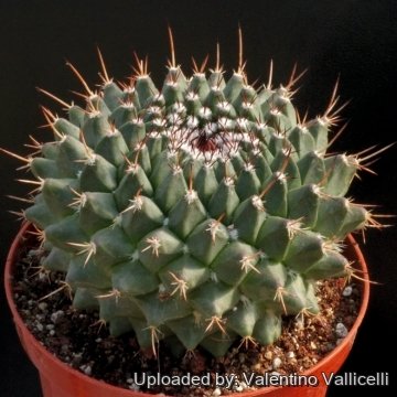 Mammillaria erythra f. ruber