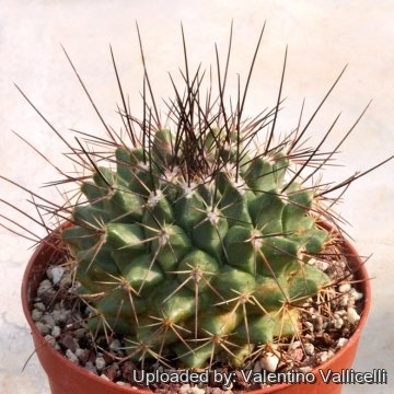 Mammillaria papasquiarensis