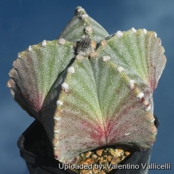 Astrophytum myriostigma