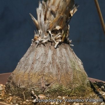 Beaucarnea gracilis