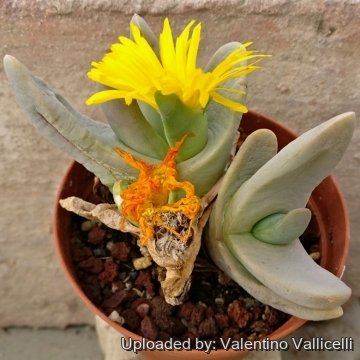 Glottiphyllum nelii