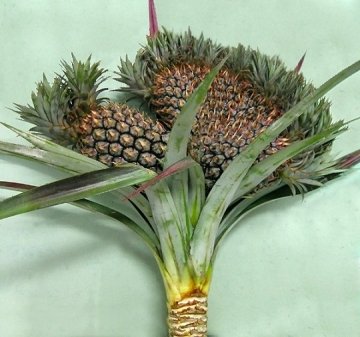 Ananas comosus f. cristatus