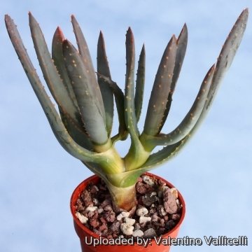 Aloe dichotoma subs. ramosissima