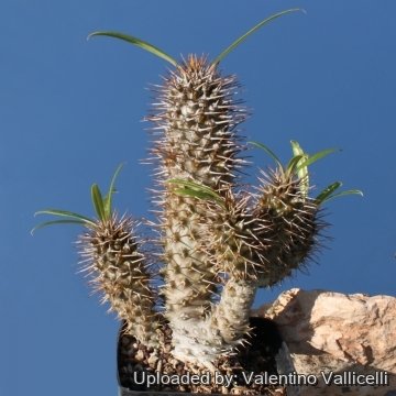 Pachypodium lamerei