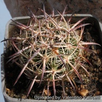 Echinomastus unguispinus subs. laui