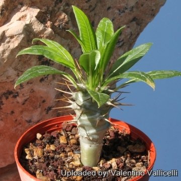 Pachypodium lamerei var. ramosum