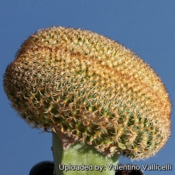 Turbinicarpus ysabelae f. cristatus