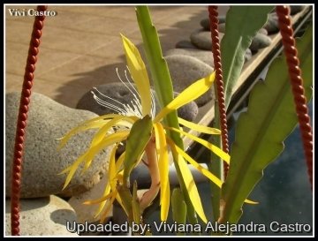 Epiphyllum cv. Fruhlingsgold