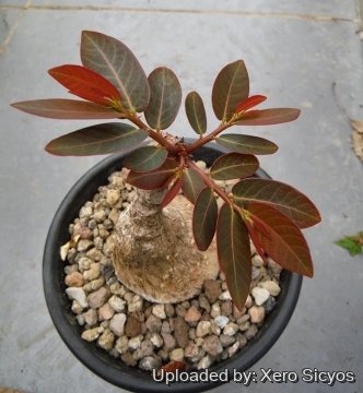 Phyllanthus mirabilis