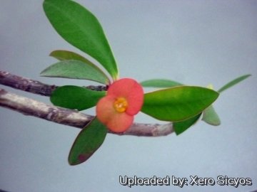 Euphorbia tardieuana