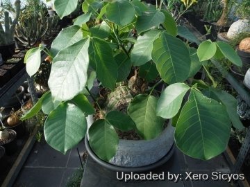 Pseudobombax ellipticum