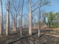 Boab trees in Bush fire.