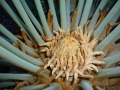 Cycas maconochiei. Male cone emerging.