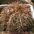 The body of this plant is a chalky blue colour, and some forms have magnificent spines.