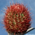 Echinocactus polycephalus. Wet spines. Echinocactus polycephalus. Wet spines.