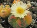 a.k.a. Astrophytum myriostygma f nudum f kikko f picta